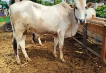 Tips Memilih Daging Kurban 2026 yang Sehat dan Layak Konsumsi