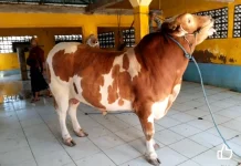 Keutamaan Berkurban, Ibadah Penuh Pahala dan Kepedulian