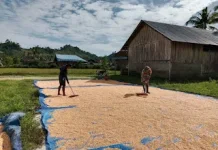 Babinsa Bokat Dampingi Warga Jemur Jagung di Desa Yugut