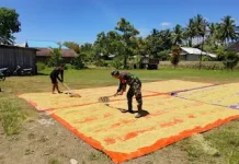 Babinsa Momunu Dampingi Petani Jemur Padi Mekongga di Buol