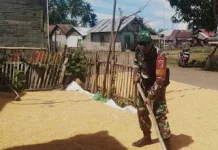 Warga Jemur Jagung Didampingi oleh Babinsa Bunobogu di Desa Taat