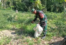 Babinsa Koramil Damsel Turun ke Kebun, Bantu Petani Panen Cabai