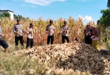Polsek Tolitoli Utara Panen Jagung Dukung Swasembada Pangan