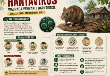 Pencegahan Jadi Kunci Utama Hindari Ancaman Mematikan Hantavirus