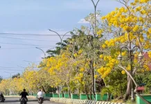 Bunga Tabebuya Mekar di Buol, Jadi Spot Foto Favorit Warga