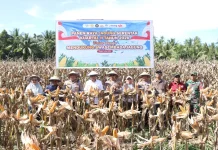 Kapolres Parigi Moutong Hadiri Panen Raya Jagung Serentak di Desa Sidole Timur