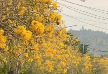 Tabebuya Bermekaran, Jalur Dua Buol Bak Sakura Jepang