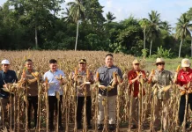 Polres Buol Gelar Panen Raya Wujud Komitmen Dukung Ketahanan Pangan Nasional