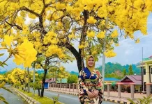 Tabebuya Mekar, Jalur Dua Buol Jadi Spot Favorit Warga