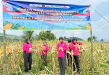 Bhayangkari Tolitoli Panen Jagung Dukung Swasembada Pangan