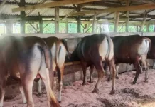 Stok Hewan Kurban Tolitoli Dipastikan Aman jelang Iduladha