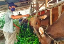 Sapi Kurban Bantuan Presiden Dorong Peternak Meningkatkan Kualitas di Daerah