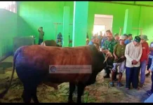 Sapi Kurban Presiden di Buol Capai Bobot 915 Kilogram