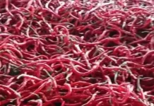 jelang Lebaran Idul Adha Harga Cabai Melonjak