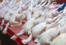 Harga Pakan Naik, Sebaliknya Ayam Potong Justru Turun