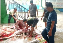 Muhammadiyah dan LAZISMU Tolitoli Sembelih 6 Hewan Qurban