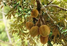 Potensi Durian Timbulon Dinilai Sangat Prospektif di Desa Timbulon
