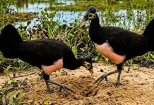Warga Diminta Jaga Habitat Burung Maleo di Pinjan