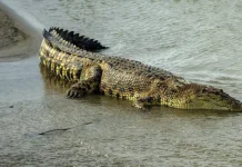 Sering Muncul Buaya di Kuala Mati, Warga Kelurahan Bugis Cemas