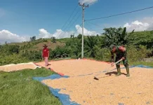 Babinsa Bokat Dampingi Petani Jemur Jagung di Desa Yugut