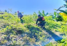 Pendampingan Babinsa di Lahan Rica Jadi Motivasi bagi Petani Malambigu