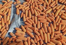 Potensi Jagung Desa Sabang Dinilai Mampu Dongkrak Ekonomi Petani