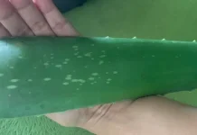 Lidah Buaya, Tanaman Kaya Manfaat untuk Kesehatan Kulit
