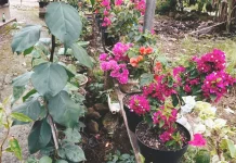 Bougenville Kembali Digemari, Warga Tinading Lirik Peluang Usaha