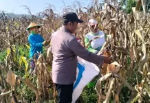 Dari Tanam hingga Panen, Polsek Sausu Dampingi Petani Jagung