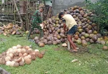 Binter di Bongkudu, Babinsa Bantu Warga Tingkatkan Produktivitas Kebun