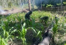 Kolaborasi Babinsa dan Warga Dorong Pertanian Produktif di Damsel