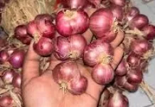 Harga Bawang Merah di Buol Tembus Rp80 Ribu per Kilogram