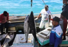 Pengawasan Minim, Illegal Fishing Masih Marak di Perairan Buol