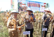 Kapolres Parigi Moutong Hadiri Panen Raya Jagung di Lobu Mandiri