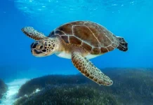 Hari Penyu Laut Sedunia, Momentum Jaga Kelestarian Laut