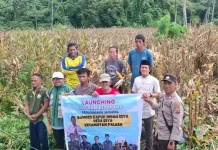 Panen Jagung Lembah Eyamo Dorong Produktivitas Petani Palasa