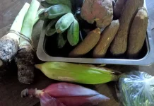Lampasio Perkuat Produksi Jagung dan Umbi Dukung Pangan Lokal