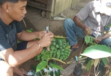 Forum Petani Milenial Tolitoli Dorong Regenerasi Petani Muda