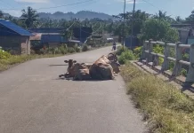 Tim Penertiban Pomayagon Amankan Lima Sapi Liar, Pemilik Diminta Melapor