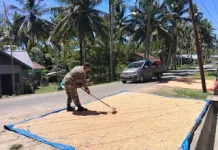 Babinsa Bokat Dampingi Petani Jemur Jagung Demi Dukung Ketahanan Pangan
