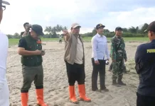 Banjir Torue Rusak Sawah Siap Panen, Pemkab Gerak Cepat Tangani