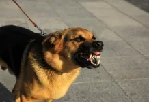 Warga Apresiasi Respons Cepat Kelurahan Tangani Dugaan Anjing Rabies