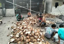 Gotong Royong Babinsa dan Warga Olah Kelapa di Ogotua
