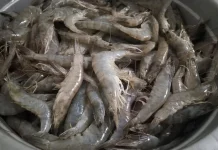 Potensi Tambak Udang Buol Besar, Terkendala Ketersediaan Benur