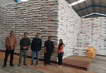Stok Beras Tolitoli Aman Meski Dibayangi Ancaman El Nino