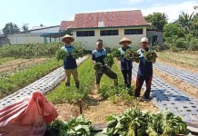 Panen Sayur, Lapas Tolitoli Perkuat Ketahanan Pangan Nasional