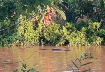 Puluhan Buaya Muncul di Muara Salu, Warga Diminta Tingkatkan Waspada