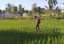 Dukung Ketahanan Pangan, Petani Bajugan Dapat Pendampingan Perawatan Padi