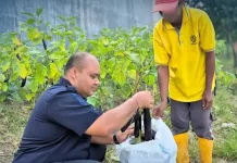 Optimalisasi SAE, Lapas Parigi Sukses Panen 29 Kg Terong