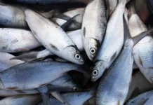 Koperasi Merah Putih Nalu Kembangkan Usaha Berbasis Potensi Lokal